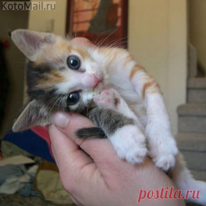 Нежное создание