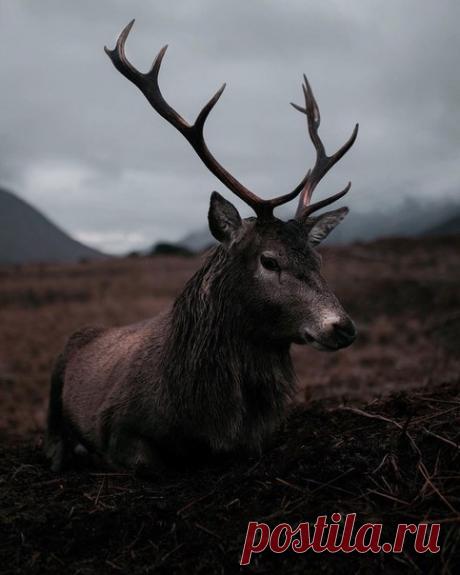 Магия мрачной Шотландии.