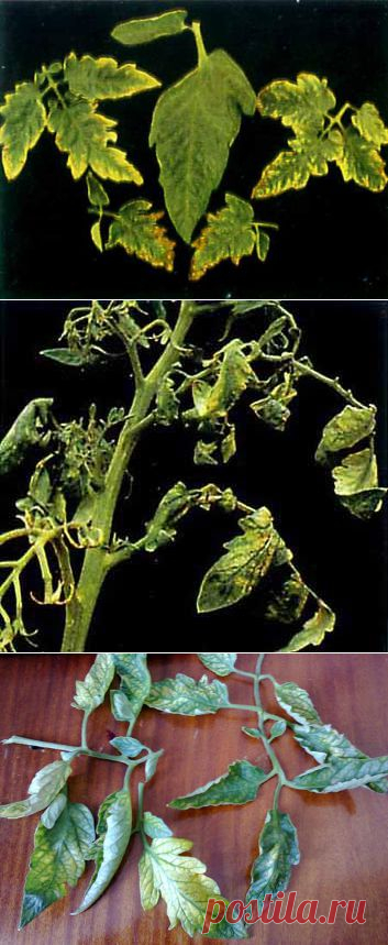 Недостаток элементов питания у томатов (помидор) и причины скручивания листьев | Все про помидоры (томаты) - видео, фото, отзовы