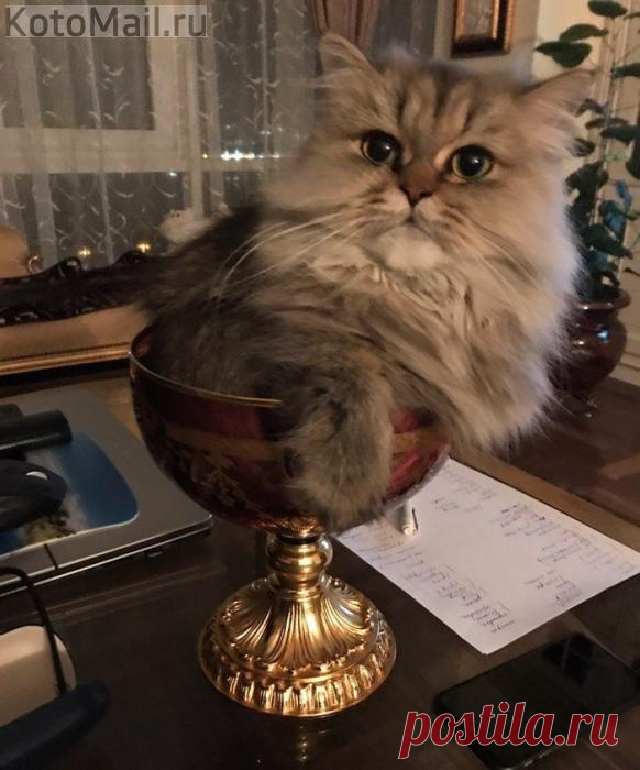 Бокал шертистого)