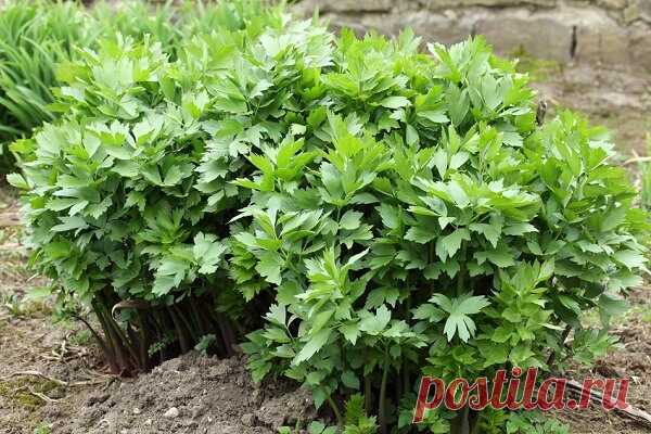 Любисток: и в суп, и к мясу. Тонкости выращивания