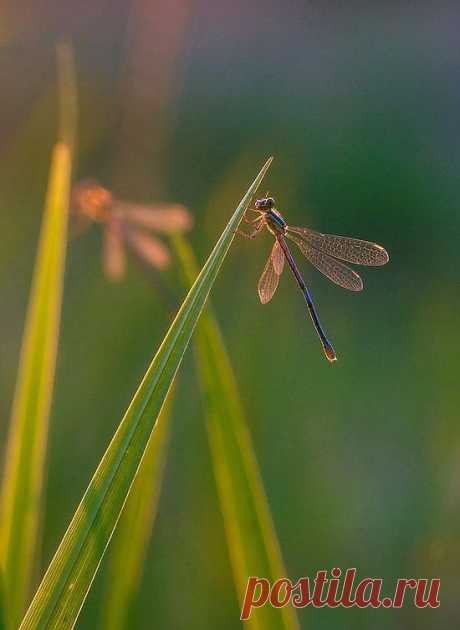 КРАСИВЫЕ  ФОТОГРАФИИ  И  РИСУНКИ
Елена Татульян /Данилова/