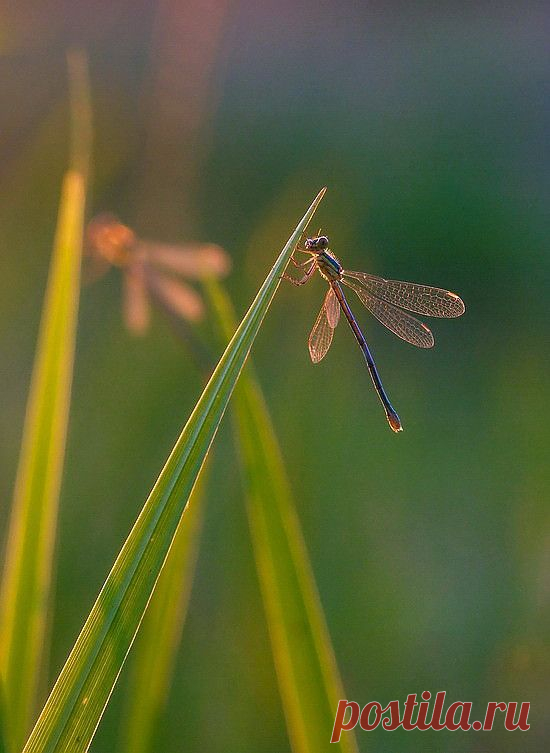 КРАСИВЫЕ  ФОТОГРАФИИ  И  РИСУНКИ
Елена Татульян /Данилова/