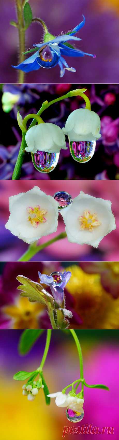 ХРУПКОСТЬ И НЕЖНОСТЬ | Самоцветик