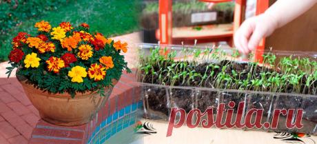 Выращивание бархатцев из семян в открытом грунте, в домашних условиях Процесс выращивания бархатцев из семян, пошаговая инструкция. Этот цветок имеет не одно название, среди которых встречаются такие, как огоньки, чернобривцы, шапочки, бархатцы.