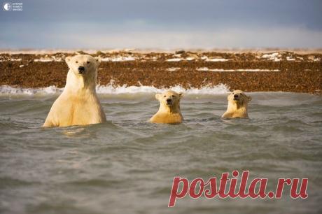 Любопытные белые медведи на Аляске - Путешествуем вместе