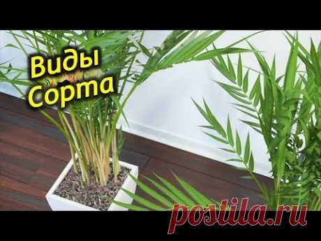 Разновидности Хамедореи, виды и популярные сорта.