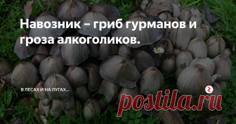 Навозник – гриб гурманов и гроза алкоголиков. Очередной съедобный гриб, чаще именуемый поганкой, это навозник. В роду Навозников множество видов, но чаще речь идёт про Навозник серый и Навозник белый.