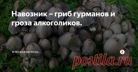 Навозник – гриб гурманов и гроза алкоголиков. Очередной съедобный гриб, чаще именуемый поганкой, это навозник. В роду Навозников множество видов, но чаще речь идёт про Навозник серый и Навозник белый.