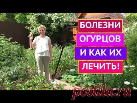 ПРОВЕРЬТЕ СВОИ ОГУРЦЫ, ВДРУГ У ВАС ЭТО ЗАБОЛЕВАНИЕ!!!