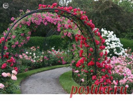Перголы, увитые цветами, чудесные украшения сада.