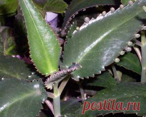 Комнатное каланхоэ – «дерево жизни» Неприхотливое каланхоэ – род суккулентных растений семейства толстянковые. От своих собратьев они отличаются наличием ярких цветов, разных оттенков. К нам эти цветущие кусты, обладающие целебными с…