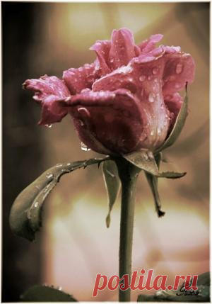 Photography by ViolaBlackRaven on Indulgy.com