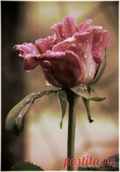 Photography by ViolaBlackRaven on Indulgy.com