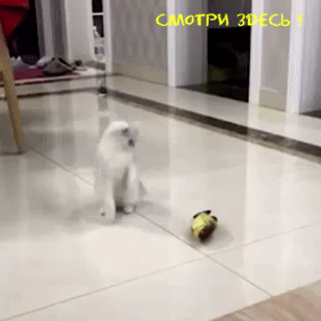 - О , игрушка !