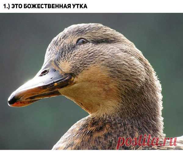 Фотогеничные животные | Уши, лапы, хвост
