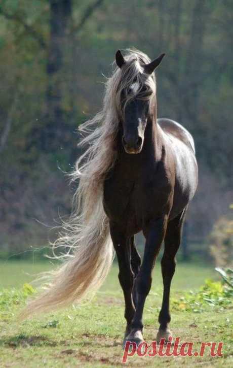 Animals - Google+