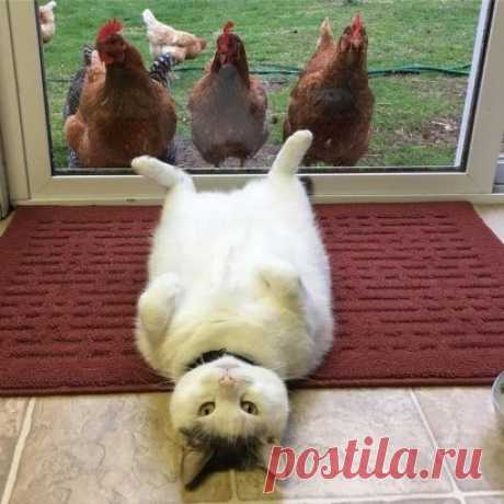Срамота