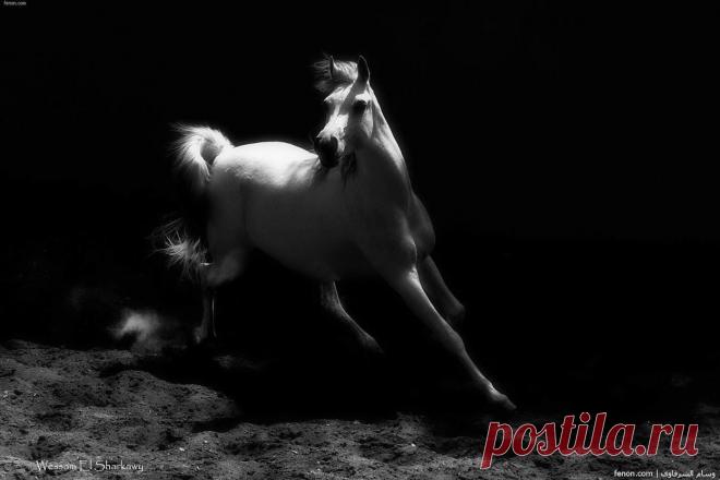 فوتوغرافيا وسام الشرقاوى - فنون جميله