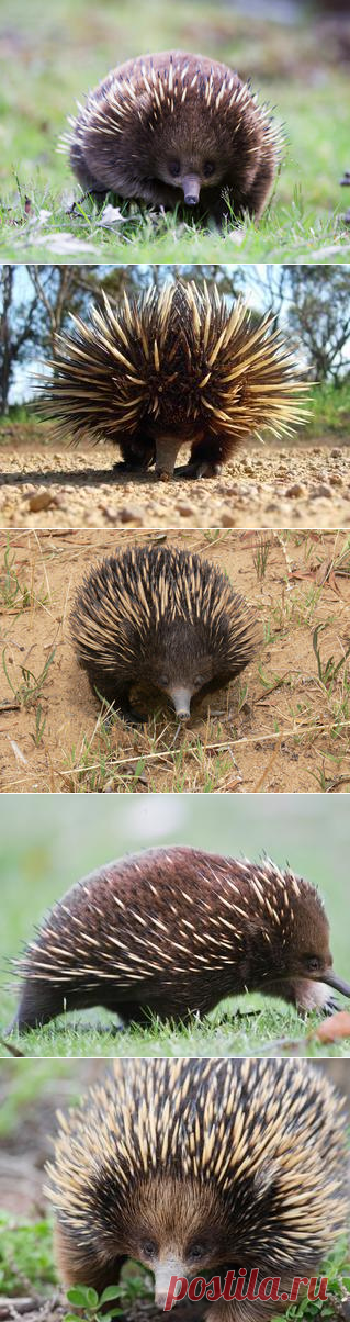 Смотреть изображения ехидн | Зооляндия