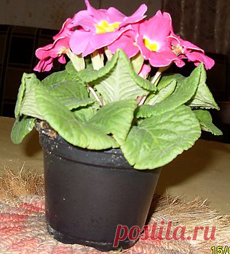 Малиновая примула