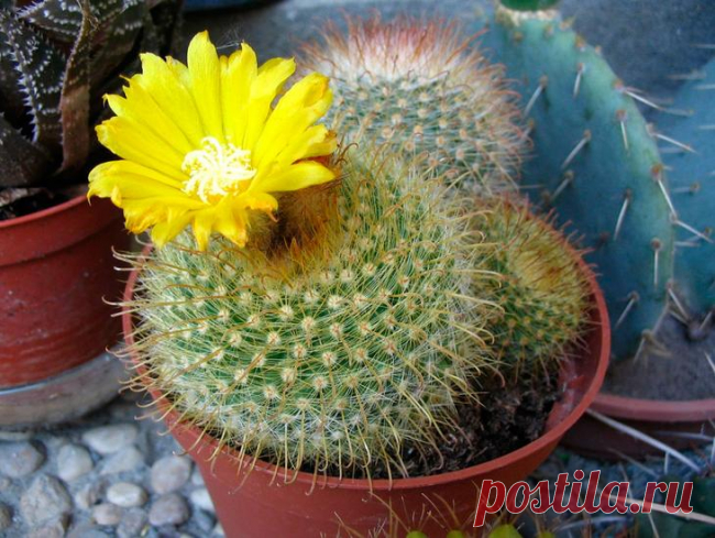 10 растений-талисманов, которые защитят ваш дом от бедности и неприятностей