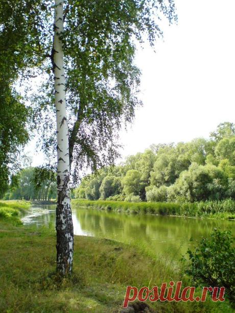 МАГИЧЕСКИЕ СВОЙСТВА ДЕРЕВЬЕВ