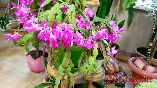 Какой уход любит декабрист? Рассказываю как правильно ухаживать за этим растением от а до я. Все о подкормке, поливе и уходе за декабристом.
