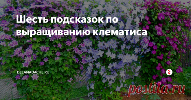Шесть подсказок по выращиванию клематиса  Статья автора «delanadache.ru🌷 » в Дзене ✍: Клематисы – многолетние пышно цветущие лианы, любимы многими цветоводами.