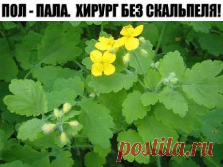 ПОЛ - ПАЛА.  ХИРУРГ БЕЗ СКАЛЬПЕЛЯ!

Без преувеличения можно сказать: пол-пола способна заменить целую 
аптеку. Эта трава является мощным стимулятором солевого обмена в 
организме.
Лечит и подагру, и полиартрит. Как солевыводящее средство 
применяется при пиелонефрите, мочекаменной болезни, циститах. 

Способствует снятию воспалительного процесса мочевыводящих путей и 
мочевого пузыря, в придатках, в почечных лоханках (пиелит), простате 
(простатит). Отвар пол-полы является...