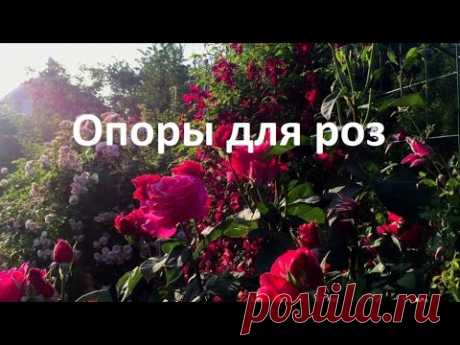 ОПОРЫ для РОЗ. Как выглядят кусты  роз весной,  и  летом.Наглядно ответы на вопросы.