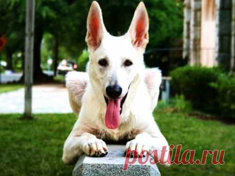 ЖИВОТНЫЕ, ПОДВОДНЫЙ МИР | Записи в рубрике ЖИВОТНЫЕ, ПОДВОДНЫЙ МИР | Дневник Alina_Mix