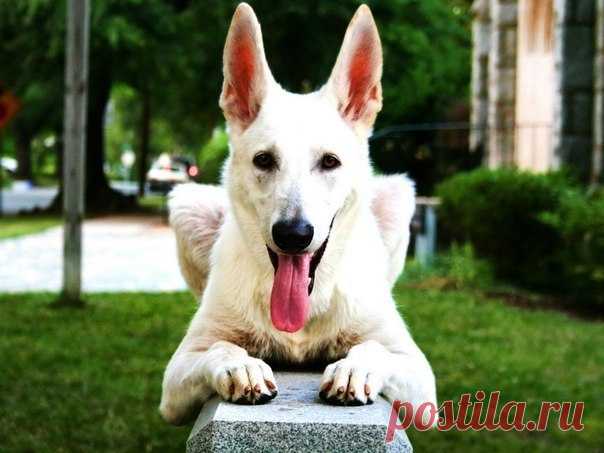 ЖИВОТНЫЕ, ПОДВОДНЫЙ МИР | Записи в рубрике ЖИВОТНЫЕ, ПОДВОДНЫЙ МИР | Дневник Alina_Mix