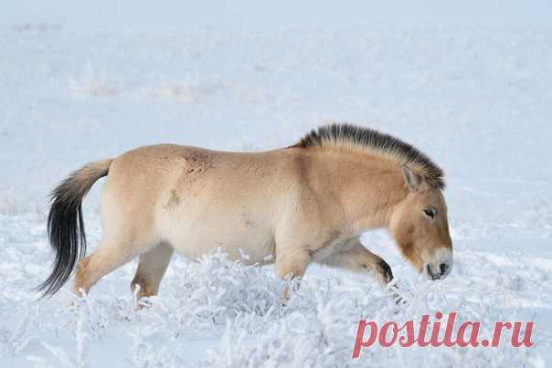 «По снежному кружеву» Дикая лошадь Пржевальского грациозно ступает по заиндевевшей степи. Снято в Оренбургском заповеднике Светланой Горбатых: nat-geo.ru/photo/user/29097/
