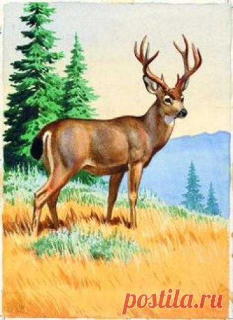 Black Tailed Deer