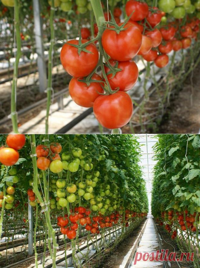 Протестирован новый сверхурожайный сорт томатов Merlice.«Разнообразие Merlice составляет исключительную ценность. Этот сорт создает потрясающие плоды в течении всего лета, что делает его удобным сортом для промышленного выращивания. Более короткие междоузлия позволяют вывести культивирование томатов на новый уровень, а точечное сопротивление мучнистой росе означает, что мы правда сделали что-то удивительное. Обычно наши плоды вырастают идеальной формы и размером 130-150 г»