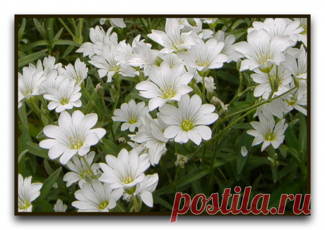 Топ 5 Растений, которые Навсегда Избавят Ваш участок от Сорняков | 4 Сезона огородника | Яндекс Дзен