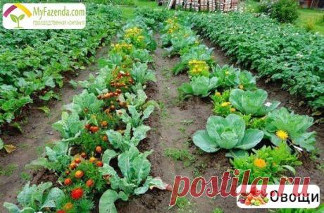 (91) Одноклассники