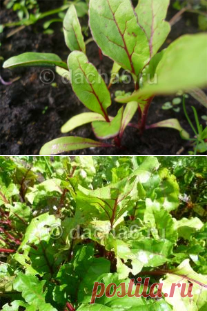 Чем подкормить морковь и свеклу в июне для роста?