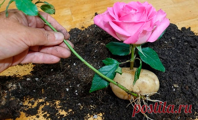 Она воткнула розу в картошку. Спустя 2 месяца случилось нечто поразительное и прекрасное!