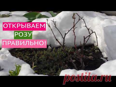 ОТКРЫВАЕМ РОЗУ ВЕСНОЙ - А ВЫ ГОВОРИЛИ ТАК ОНИ НЕ ПЕРЕЗИМУЮТ!