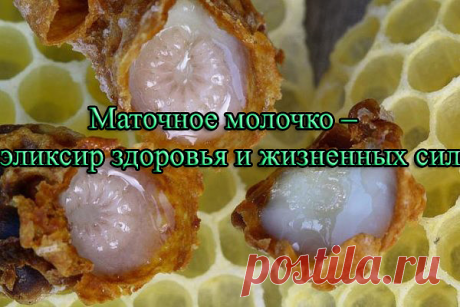 Продукты пчеловодства издревле считались одними из самых целебных и поистине уникальных природных лекарств. Мёд, прополис, перга служат основой для народных рецептов от многих недугов, однако пчелиное маточное молочко не идет с ними ни в какое сравнение. Это специфическое вещество с говорящим названием – «королевское желе» – используется насекомыми для выкармливания своего потомства, а значит, в нём собрано всё лучшее, что могут подарить пчёлы. Богатейший состав эликсира о...