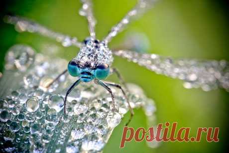 David Chambon- Insects Of The Macro World | sillyreverie