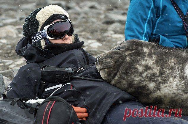 Детеныш тюленя вздремнул пару часиков, лежа на женщине | Уши, лапы, хвост