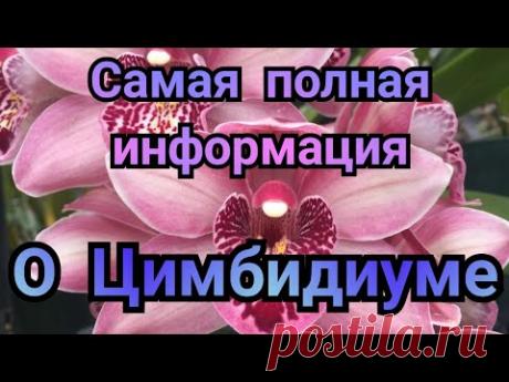 Как вырастить Цимбидиум и орхидейные байки. 😂
