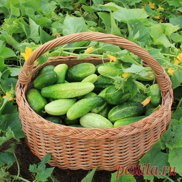 Выращивание огурцов: 11 секретов хорошего урожая