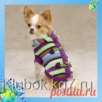 Вязанный свитер для собаки | Клубок