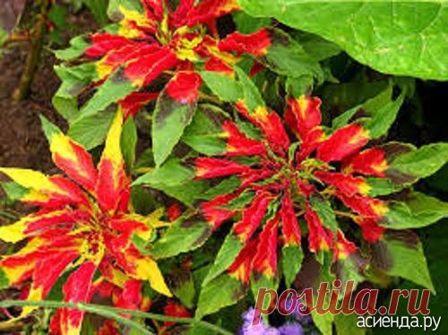 Пурпурные соцветия Амаранта / Асиенда.ру