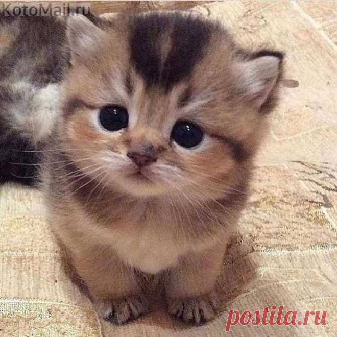 Малявка)