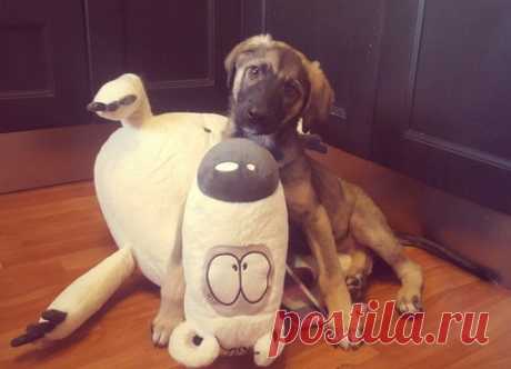 Разыскиваются родители для чудесного ребенка! СРОЧНО!!! 
 Санкт-Петербург! #вдобрыеруки @Kolpino #добро 
Маленькая озорница по имени Абби была спасена с ж/д путей, ее просто не смогли оставить на том же месте, ведь история могла повторится, но уже с плачевным исходом!( Абби успешно проглистогонена, отмыта, привита и чипирована. Щенуле всего около 3-х месяцев, в холке она будет примерно 30-40 см. Малышка - послушна, но в то же время, в силу возраста, игрива, любознательна и...